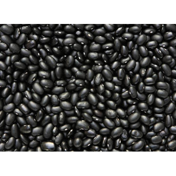 Export Good Quality Fresh Chinese Black Kidney Bean